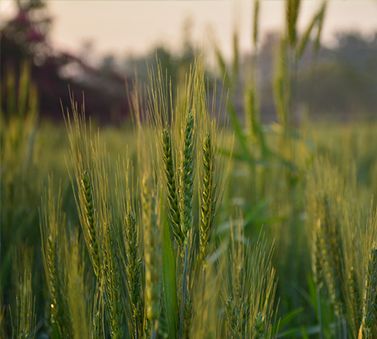 troyer seeds web